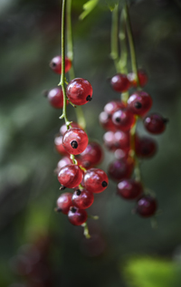 Red currant bunches